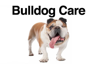 Great Bulldog Care in 2023 Check it out now 